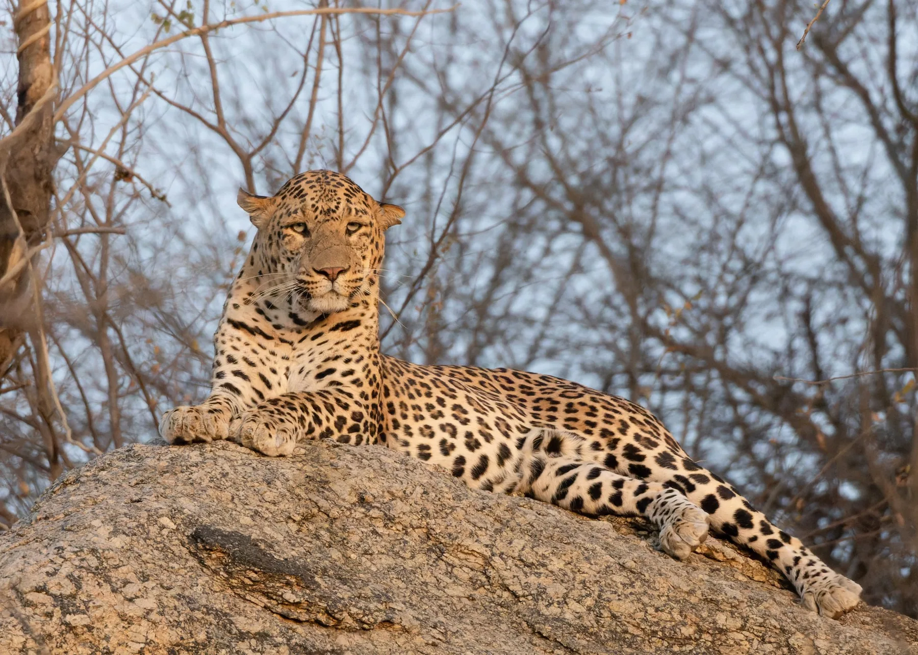 Leopard resting on a rocky outcrop
